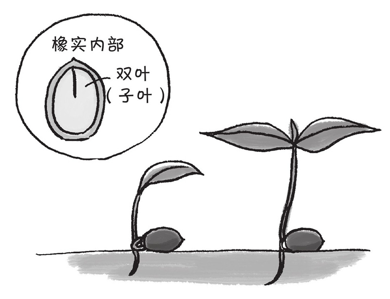橡子真的是种子吗?