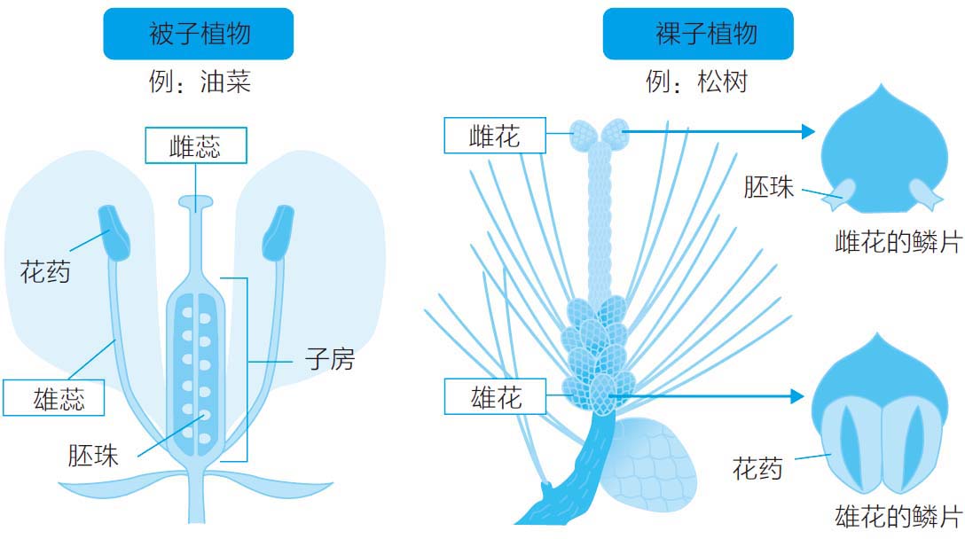 三角龙的衰退和植物的进化