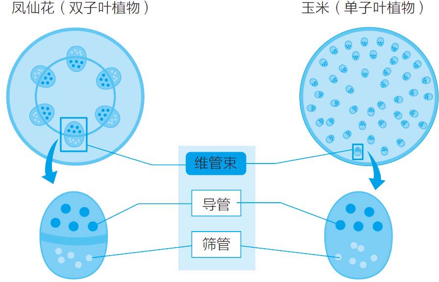 简笔画胡萝卜的画法
