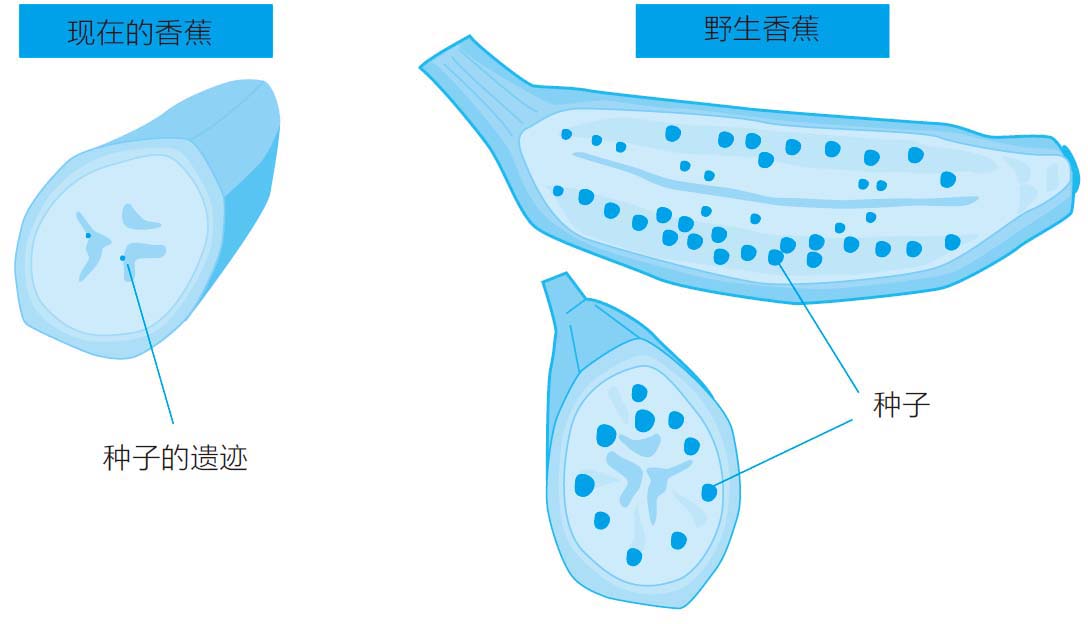 为什么香蕉没有种子呢?