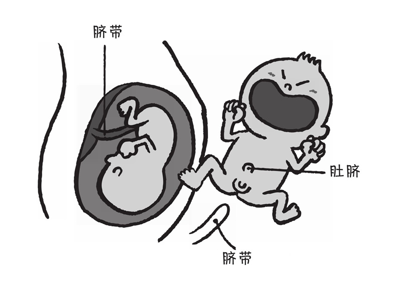 人为什么会有肚脐呢?