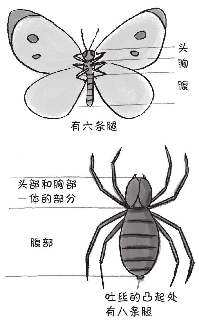 蜘蛛真的不是昆虫吗?