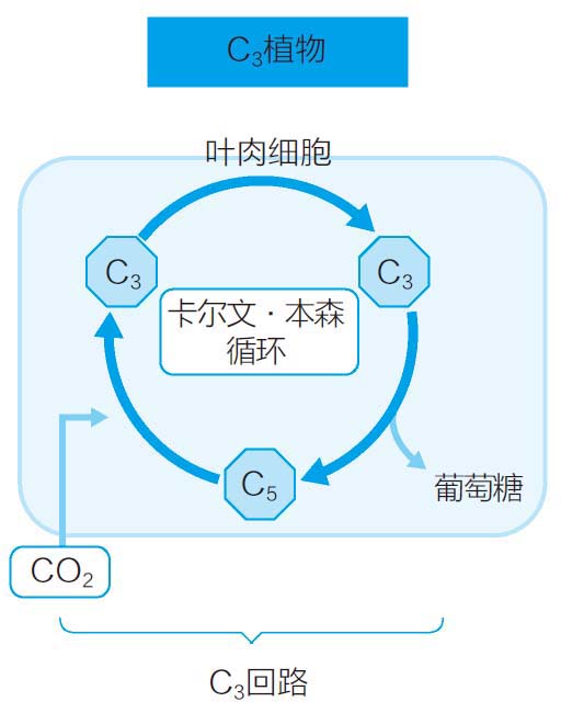 狗尾巴草是一种高性能植物